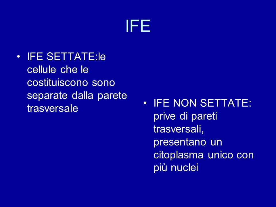 IFE IFE SETTATE:le cellule che le costituiscono sono separate dalla parete trasversale.