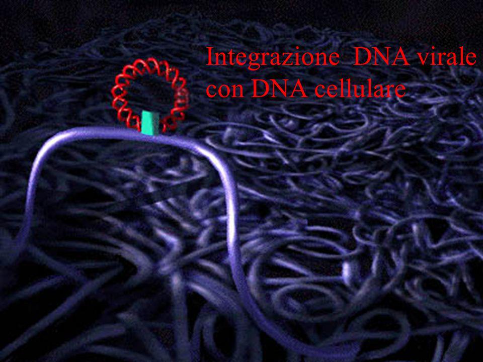 Integrazione DNA virale con DNA cellulare