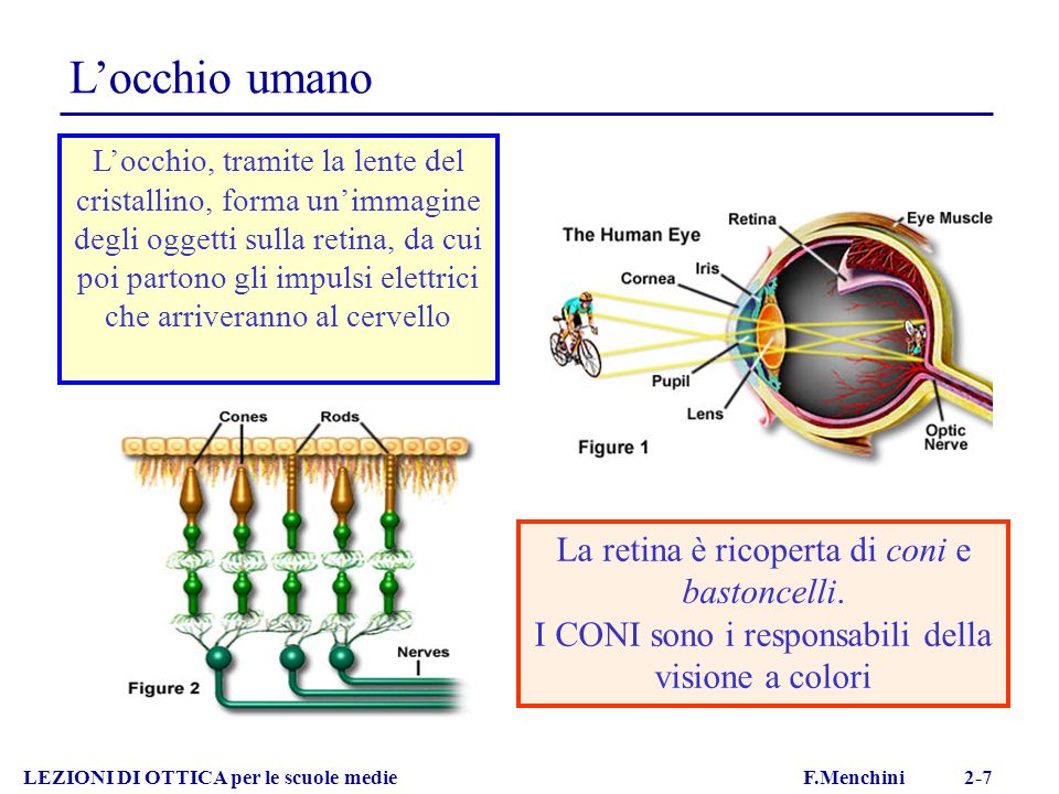 L’occhio umano La retina è ricoperta di coni e bastoncelli.