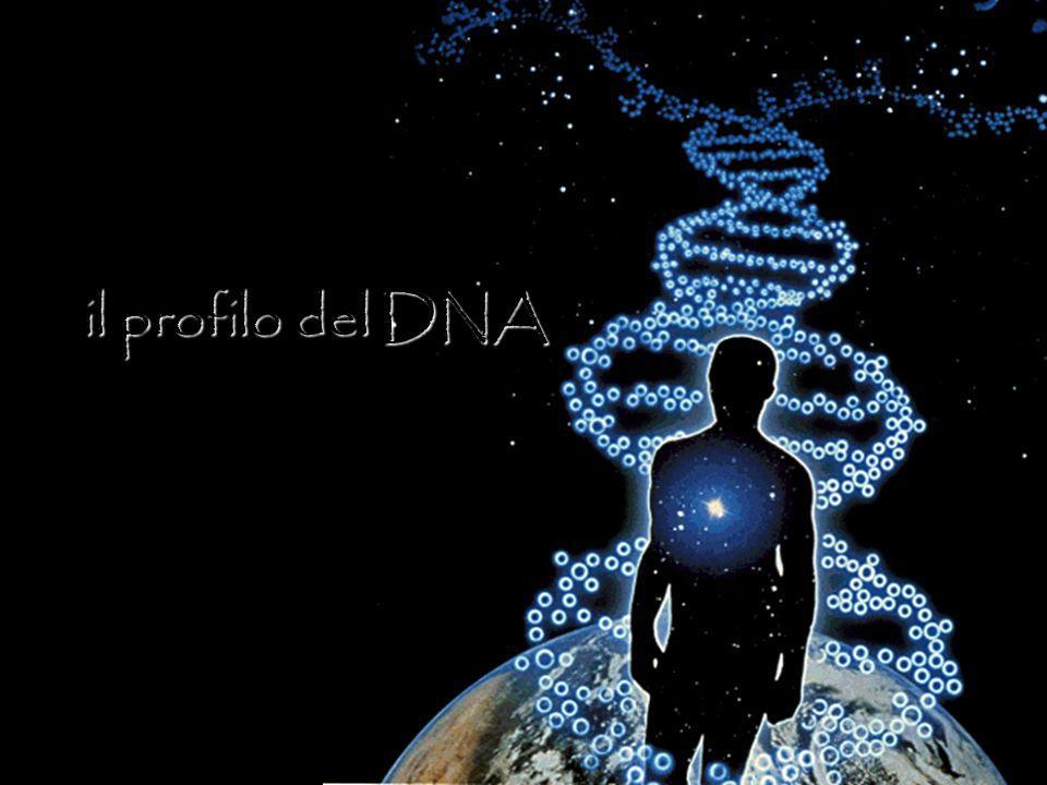 Il profilo del DNA il profilo del DNA
