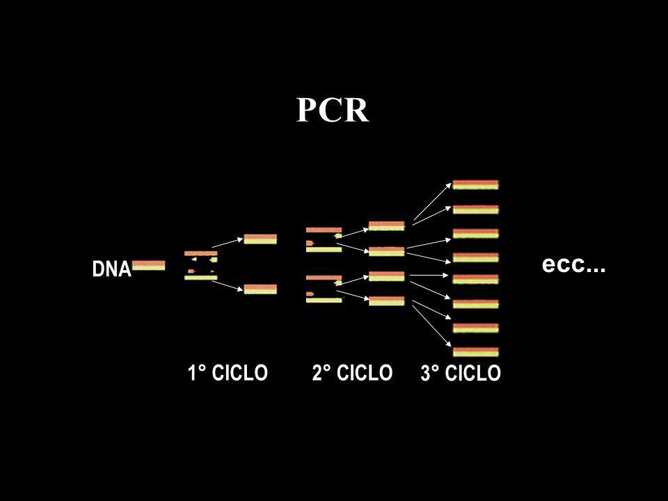 PCR DNA 1° CICLO 2° CICLO 3° CICLO ecc...