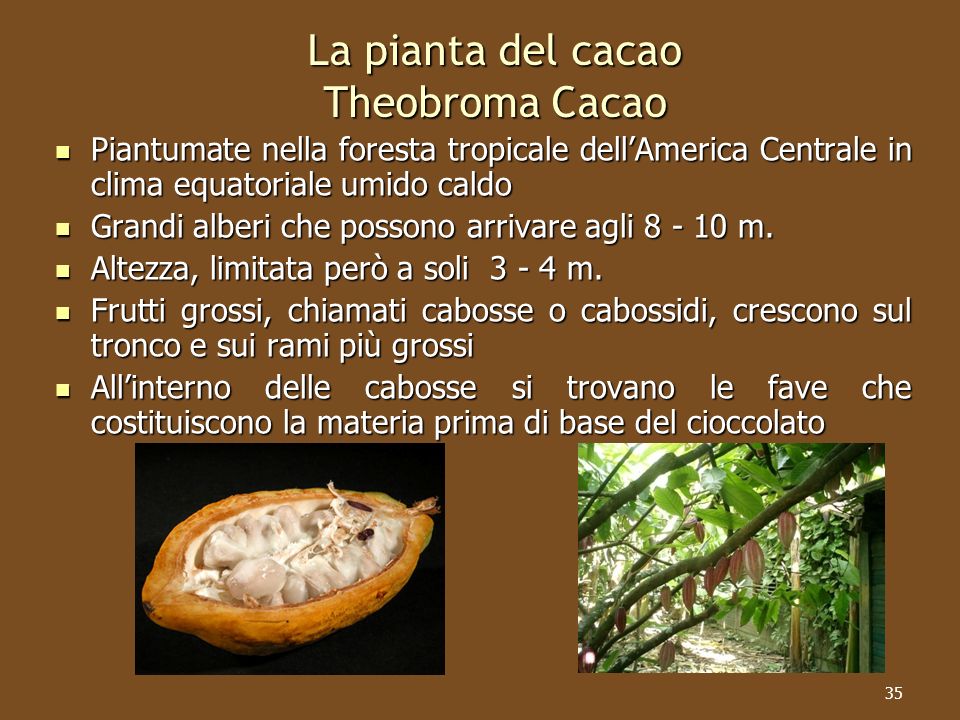 La pianta del cacao Theobroma Cacao
