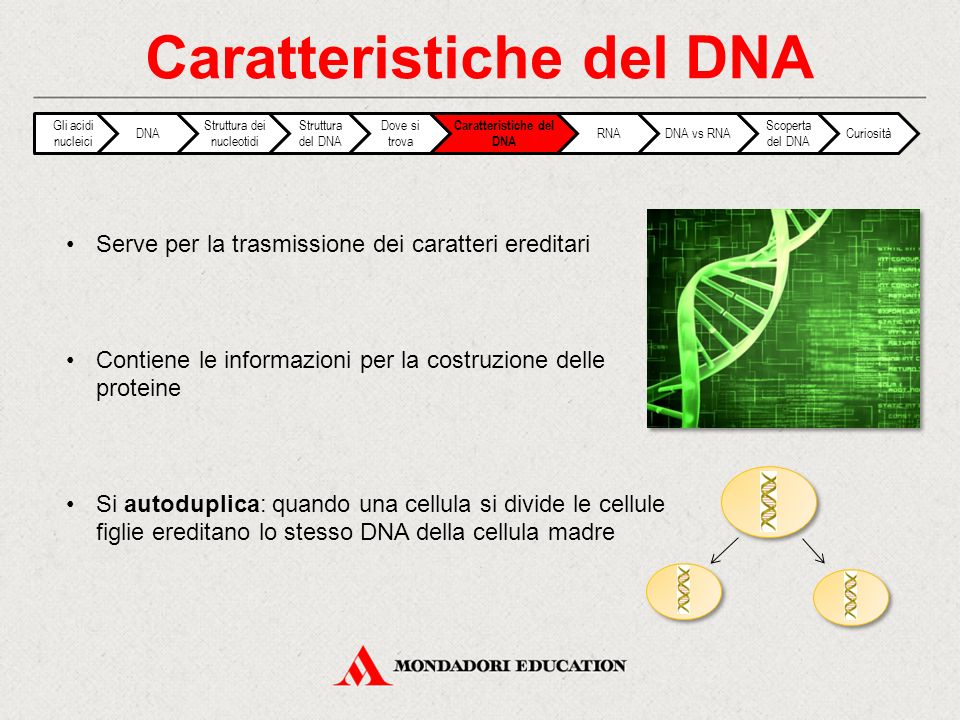 Caratteristiche del DNA