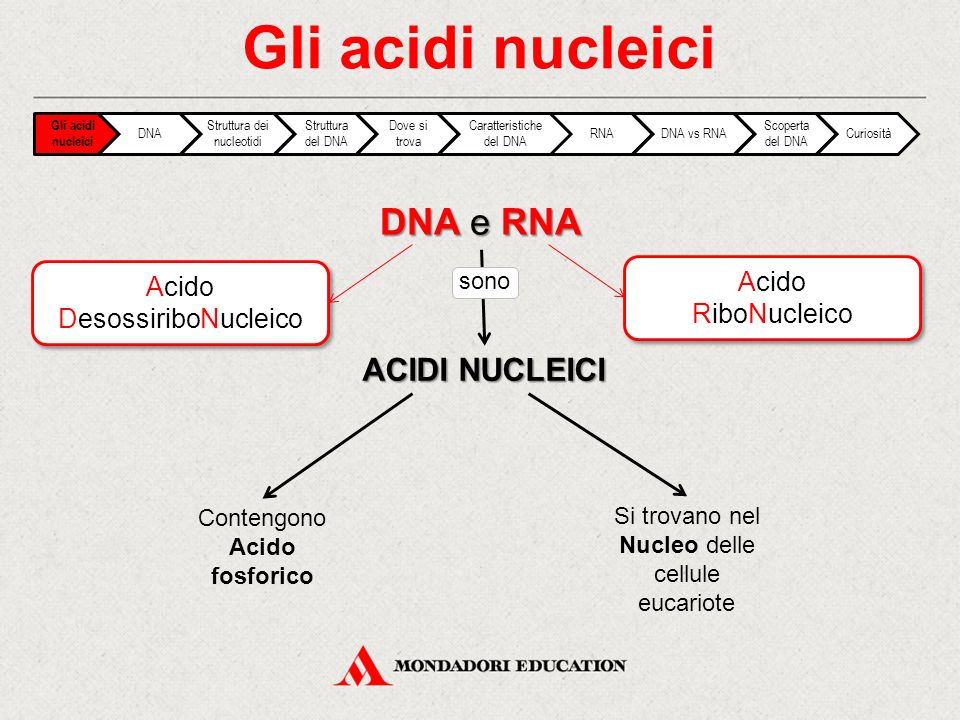 Gli acidi nucleici DNA e RNA ACIDI NUCLEICI Acido Acido RiboNucleico