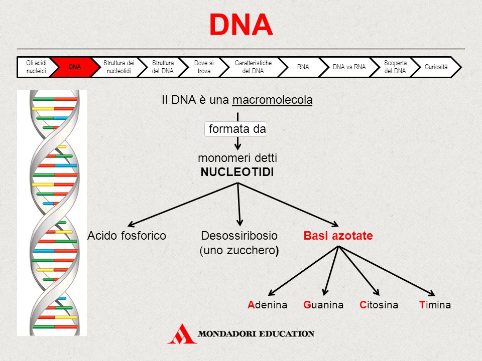 DNA Il DNA è una macromolecola formata da monomeri detti NUCLEOTIDI