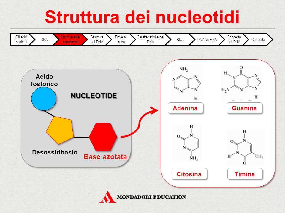 Struttura dei nucleotidi