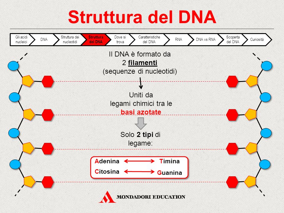 Struttura del DNA Il DNA è formato da 2 filamenti