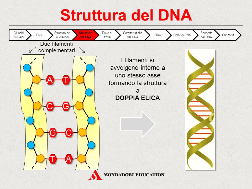 Struttura del DNA A C G T T G C A