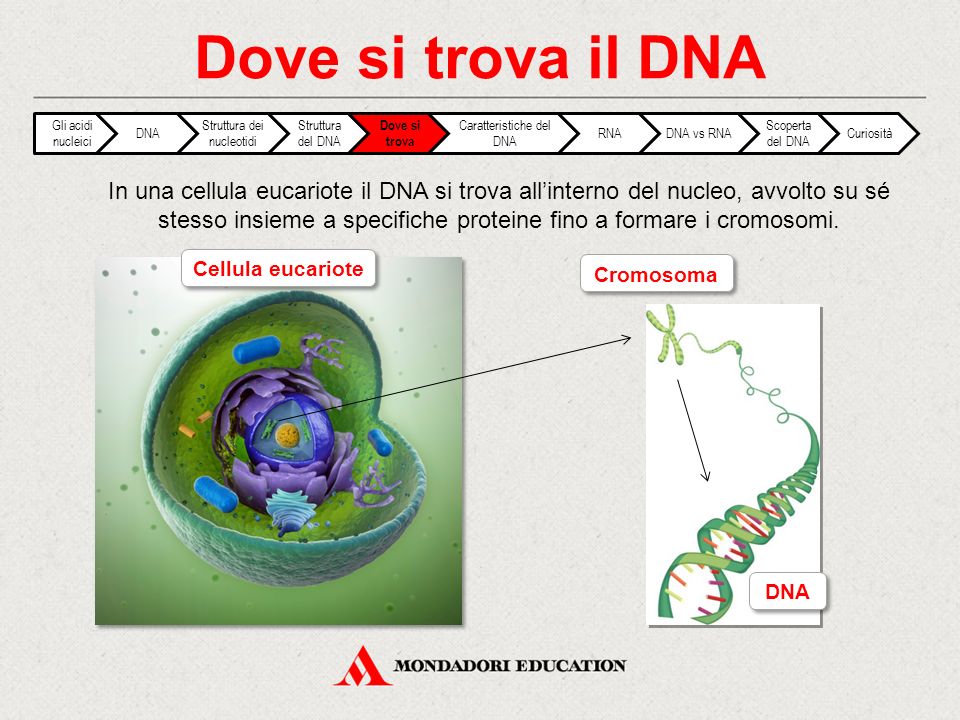 Dove si trova il DNA Gli acidi nucleici. DNA. Struttura dei nucleotidi. Struttura del DNA. Dove si trova.