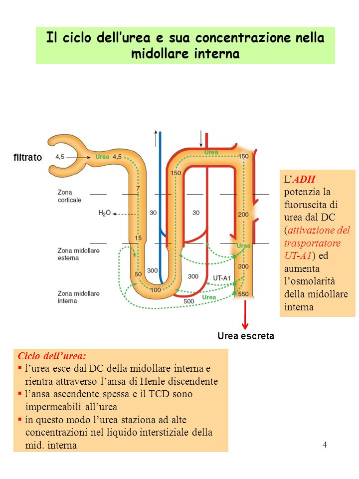 Il ciclo dell’urea e sua concentrazione nella midollare interna