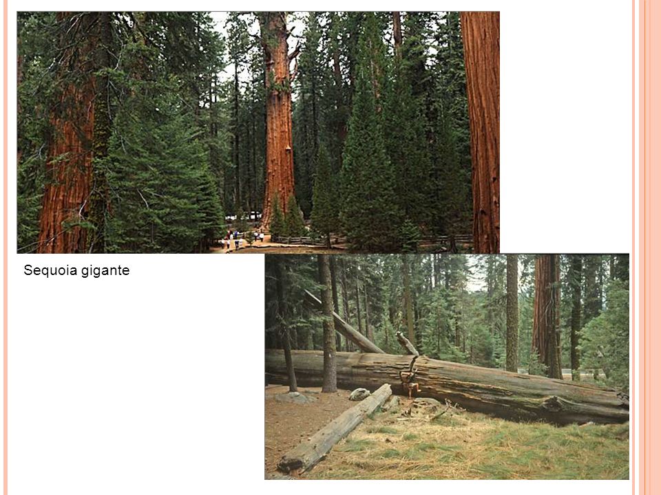 Sequoia gigante 7