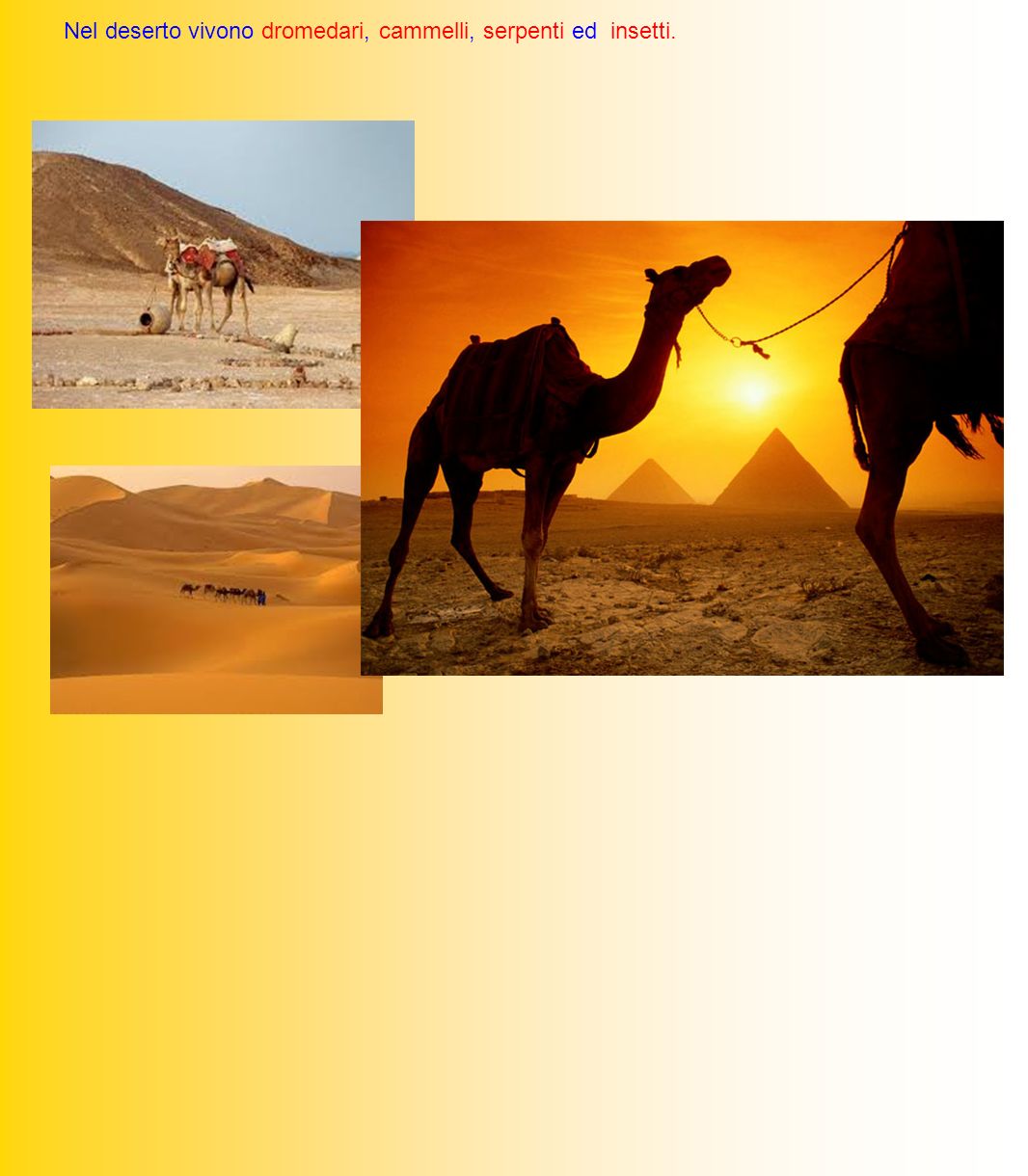 Nel deserto vivono dromedari, cammelli, serpenti ed insetti.