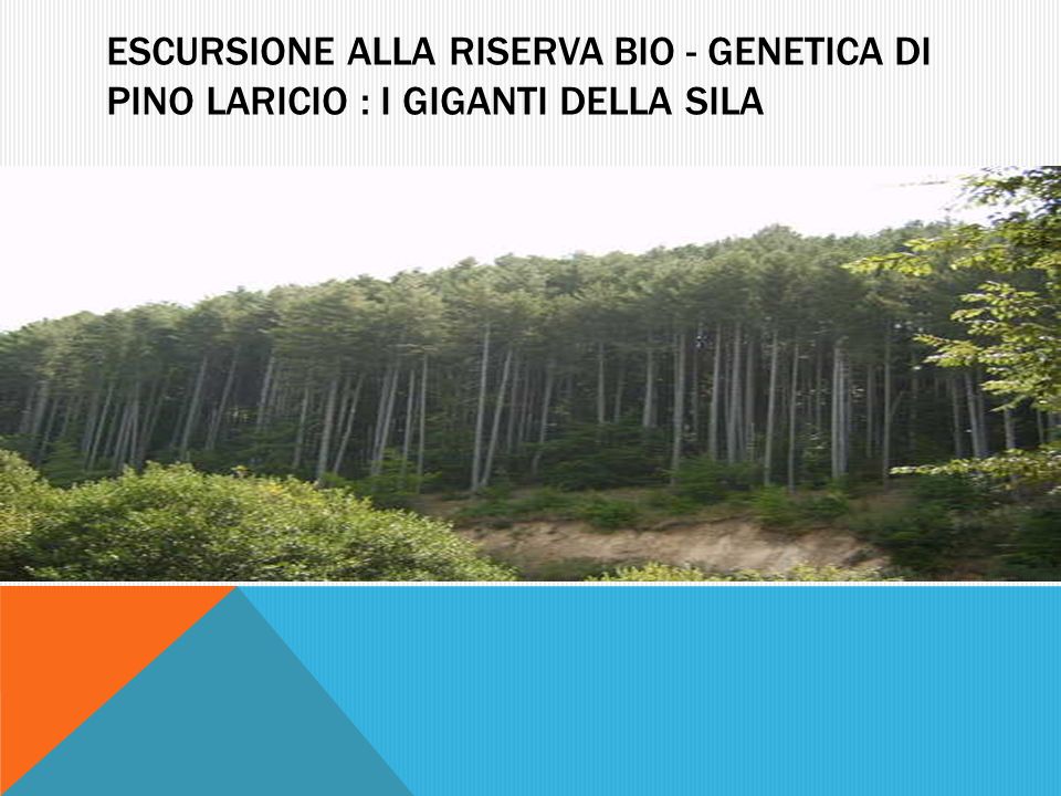 Escursione alla riserva bio - genetica di pino laricio : I giganti della sila