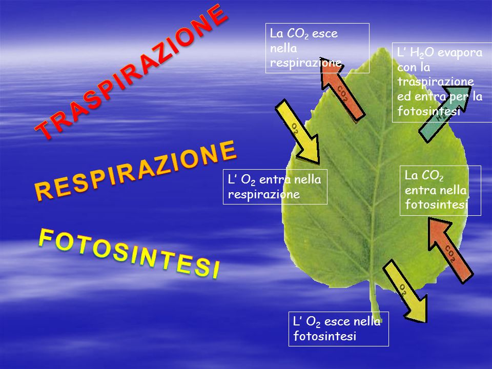 TRASPIRAZIONE FOTOSINTESI La CO2 esce nella respirazione