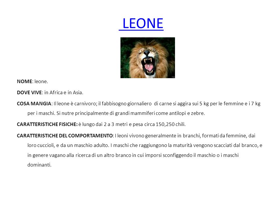 LEONE NOME: leone. DOVE VIVE: in Africa e in Asia.