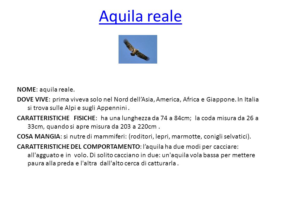 Aquila reale NOME: aquila reale.