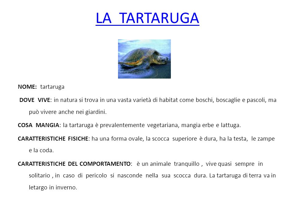LA TARTARUGA NOME: tartaruga