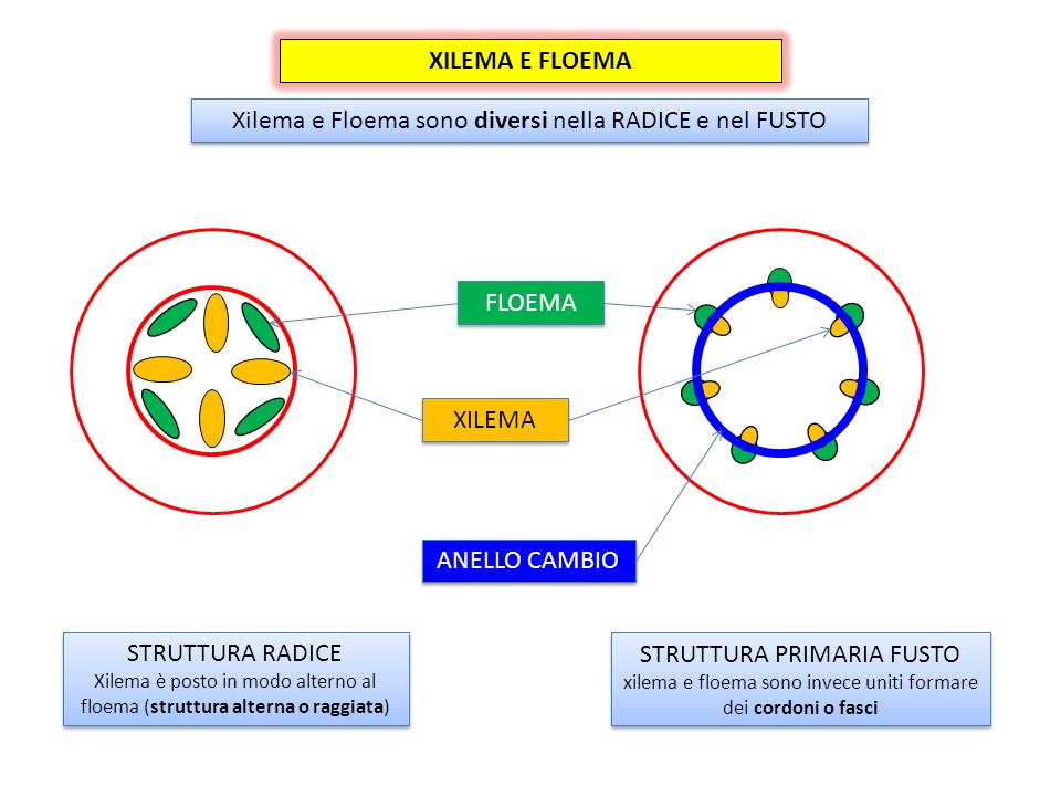Xilema e Floema sono diversi nella RADICE e nel FUSTO