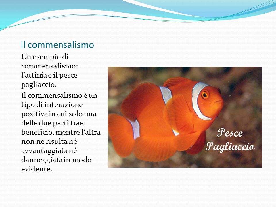 Il commensalismo Un esempio di commensalismo: l’attinia e il pesce pagliaccio.