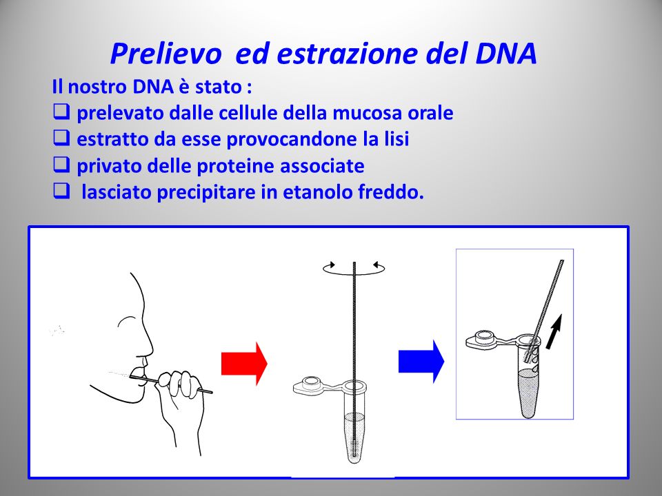 Prelievo ed estrazione del DNA