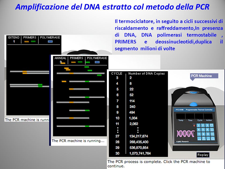 Amplificazione del DNA estratto col metodo della PCR