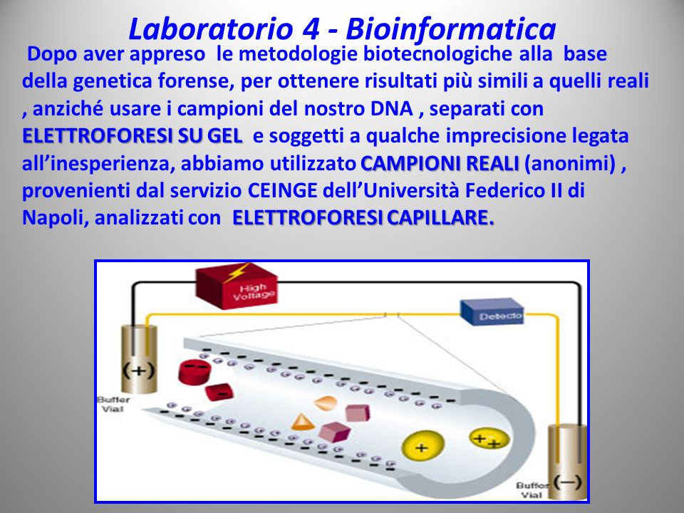 Laboratorio 4 - Bioinformatica