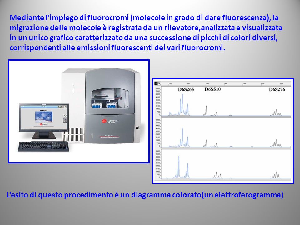 Mediante l’impiego di fluorocromi (molecole in grado di dare fluorescenza), la migrazione delle molecole è registrata da un rilevatore,analizzata e visualizzata in un unico grafico caratterizzato da una successione di picchi di colori diversi,