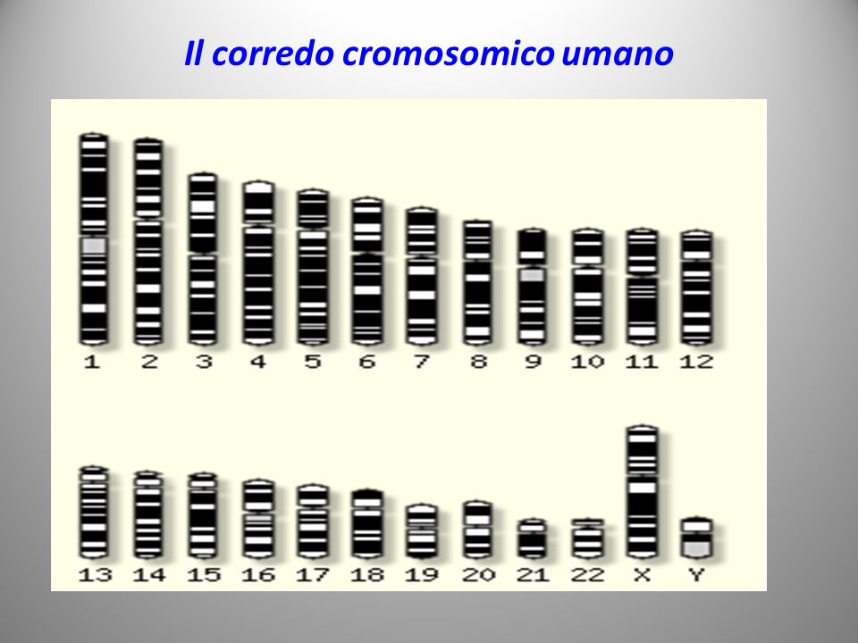 Il corredo cromosomico umano