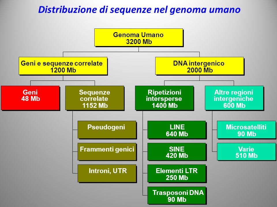 Distribuzione di sequenze nel genoma umano
