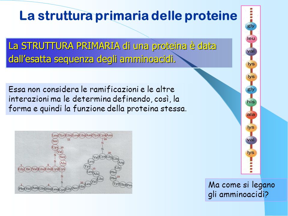 La struttura primaria delle proteine