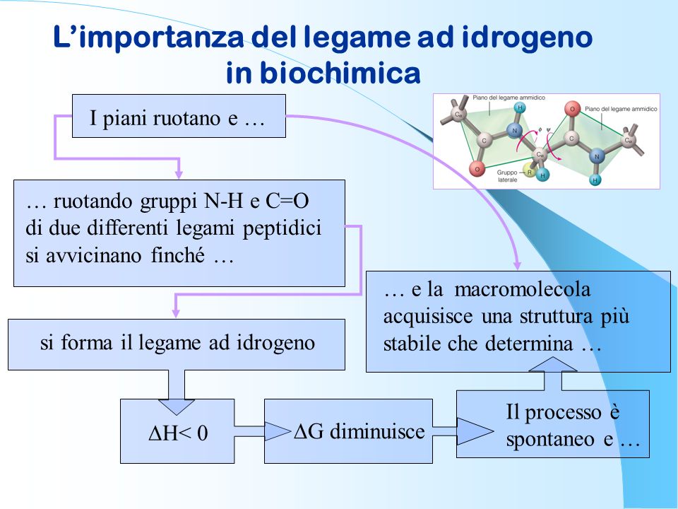 L’importanza del legame ad idrogeno in biochimica