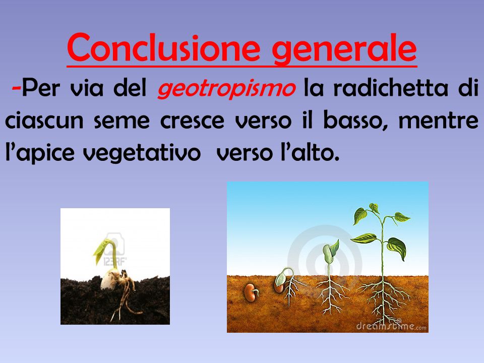 Conclusione generale -Per via del geotropismo la radichetta di ciascun seme cresce verso il basso, mentre l’apice vegetativo verso l’alto.