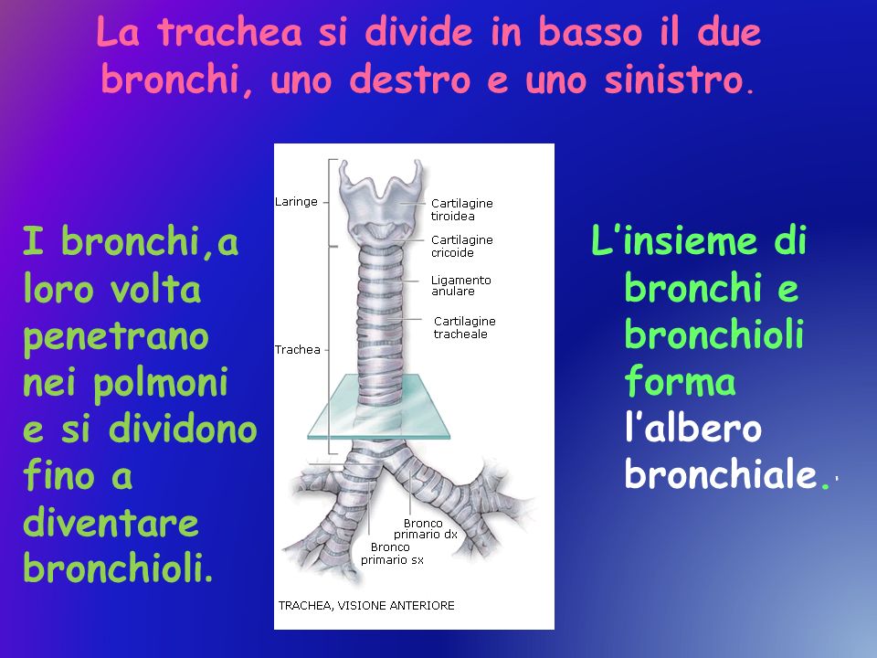 La trachea si divide in basso il due bronchi, uno destro e uno sinistro.