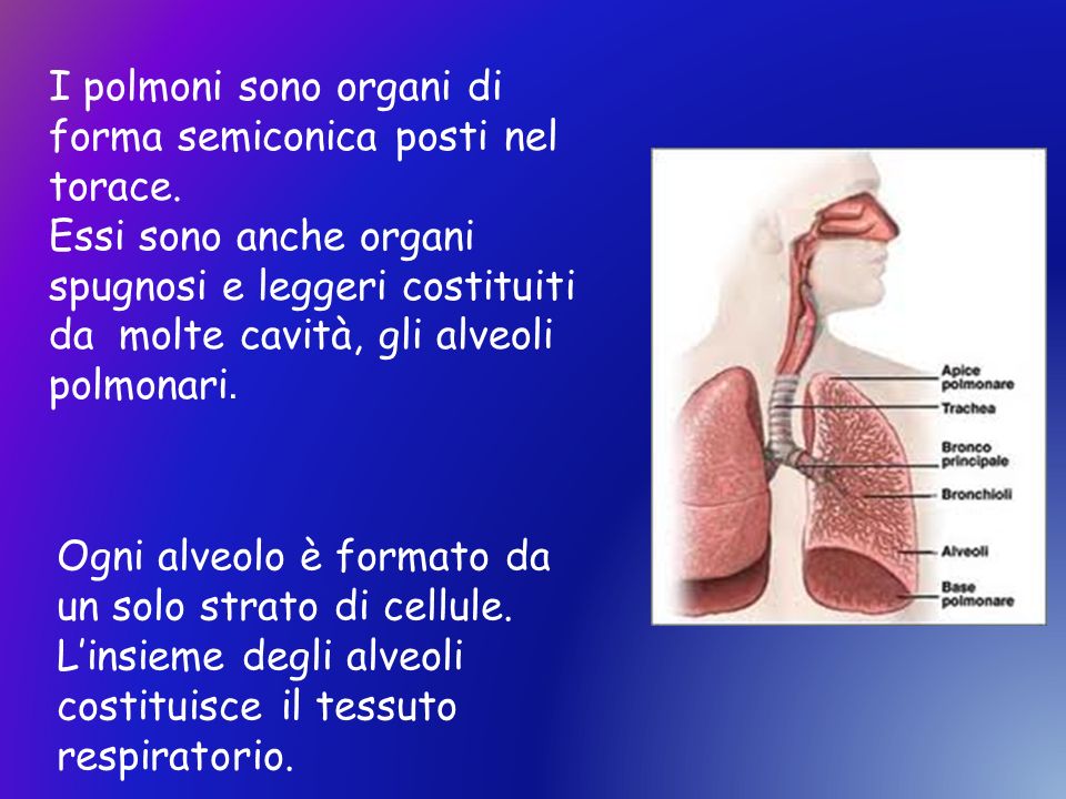 I polmoni sono organi di forma semiconica posti nel torace.