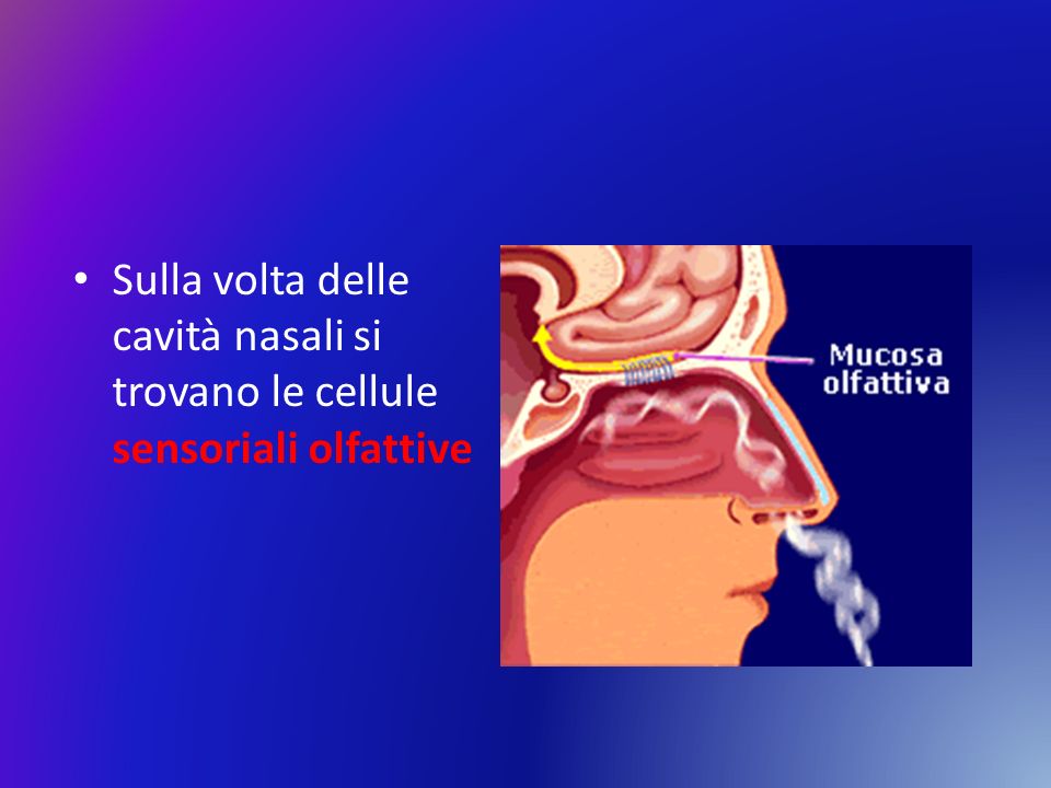 Sulla volta delle cavità nasali si trovano le cellule sensoriali olfattive