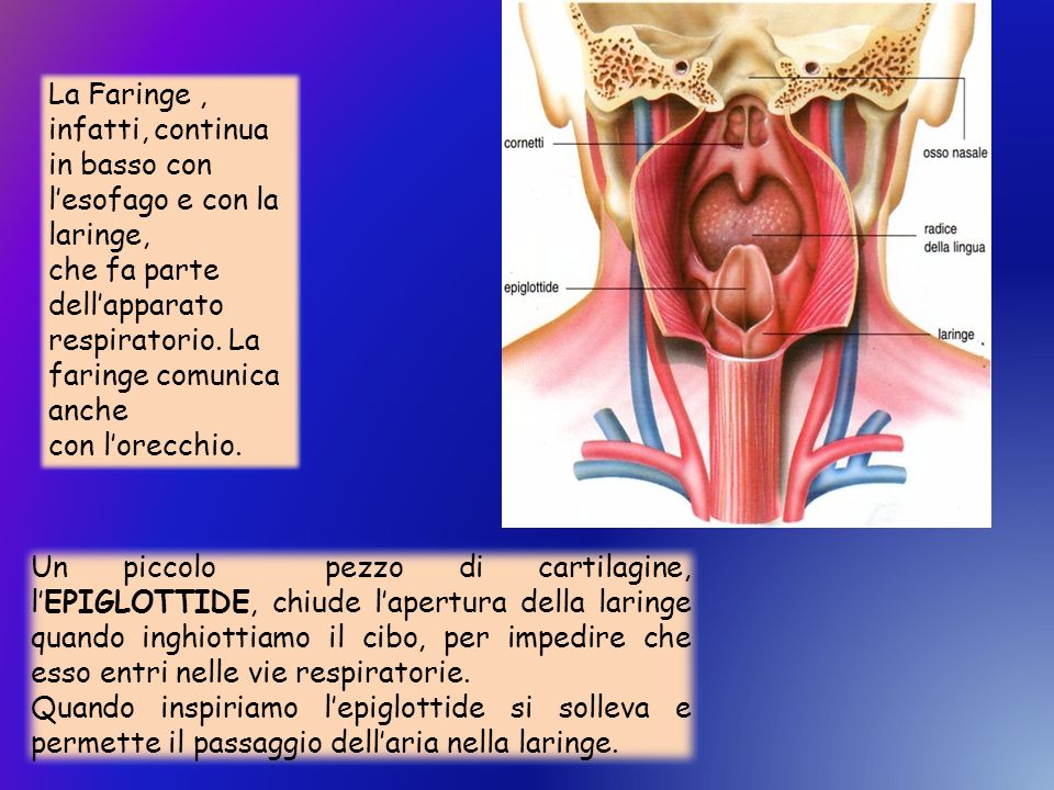 La Faringe , infatti, continua in basso con l’esofago e con la laringe,