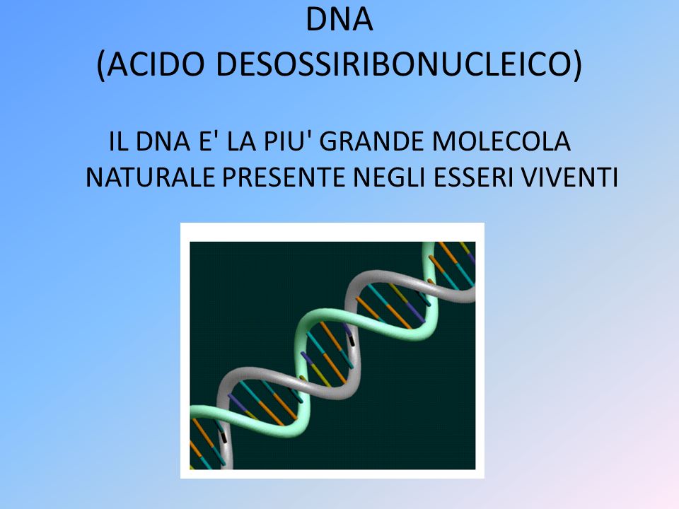 DNA (ACIDO DESOSSIRIBONUCLEICO)