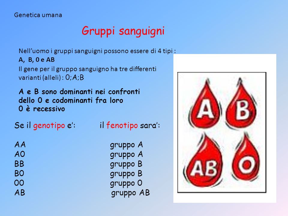Gruppi sanguigni Se il genotipo e’: il fenotipo sara’: AA gruppo A