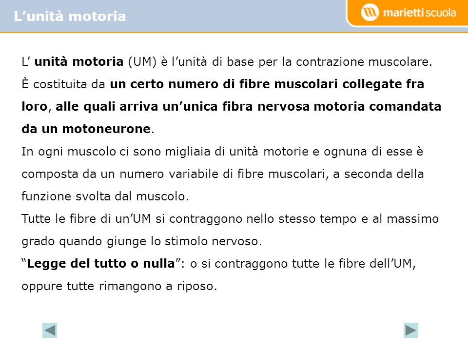 L’unità motoria L’ unità motoria (UM) è l’unità di base per la contrazione muscolare.