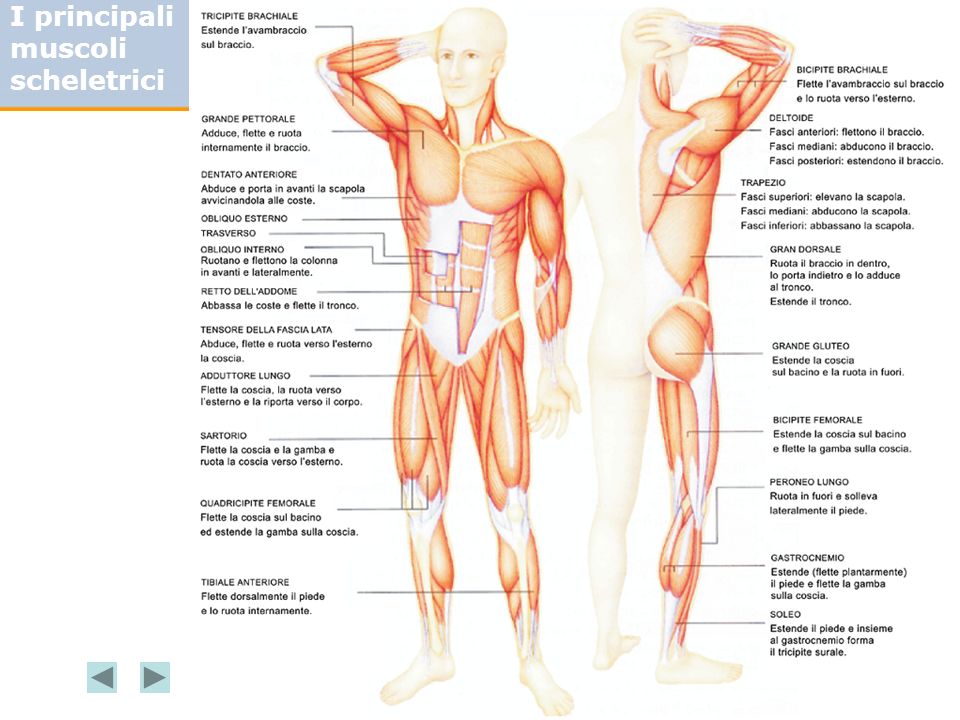 I principali muscoli scheletrici