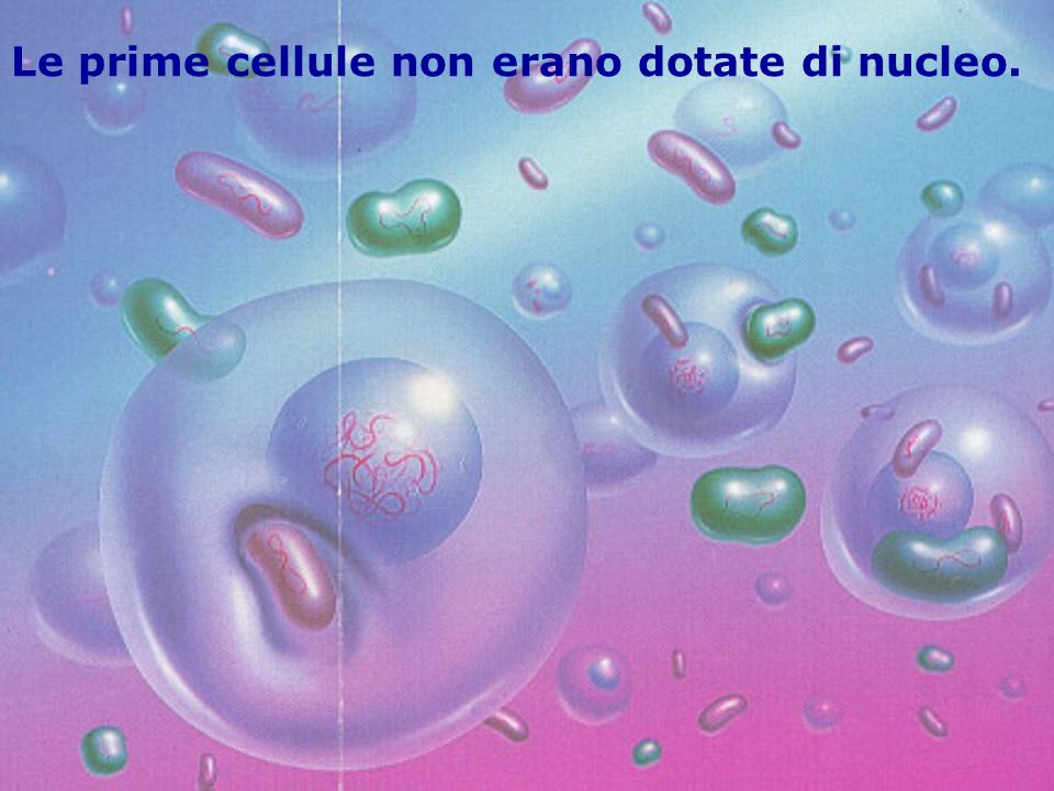 Le prime cellule non erano dotate di nucleo.