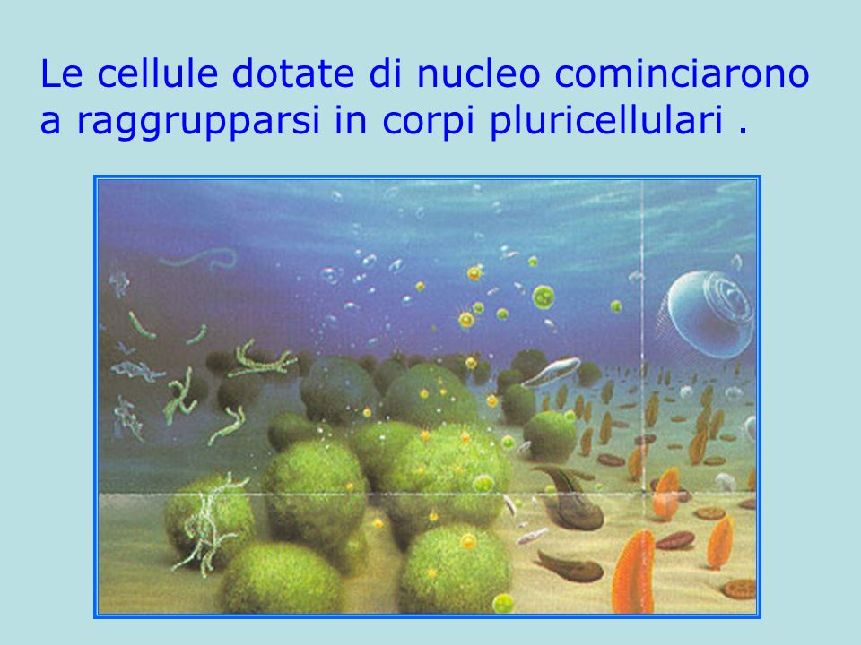 Le cellule dotate di nucleo cominciarono a raggrupparsi in corpi pluricellulari .