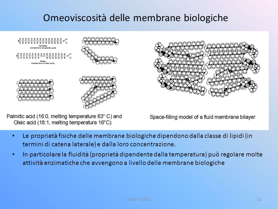 Omeoviscosità delle membrane biologiche
