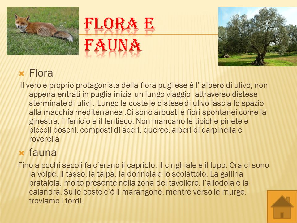 Flora e fauna Flora fauna