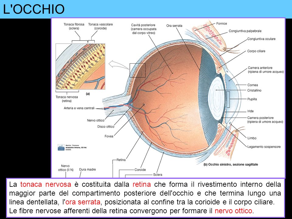 L'occhio: dott. Paolo Del Bo oculista zona infernetto Roma