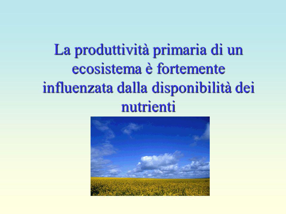 La produttività primaria di un ecosistema è fortemente influenzata dalla disponibilità dei nutrienti