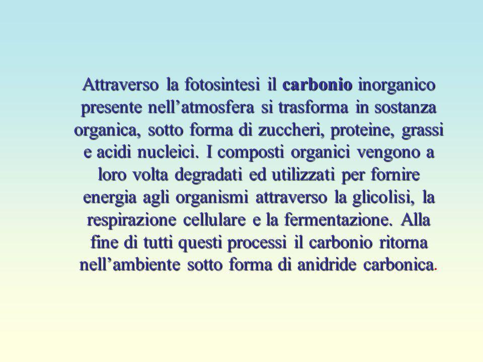 Attraverso la fotosintesi il carbonio inorganico presente nell’atmosfera si trasforma in sostanza organica, sotto forma di zuccheri, proteine, grassi e acidi nucleici.