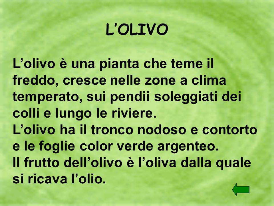 L’OLIVO L’olivo è una pianta che teme il freddo, cresce nelle zone a clima temperato, sui pendii soleggiati dei colli e lungo le riviere.