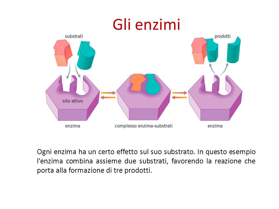 Gli enzimi