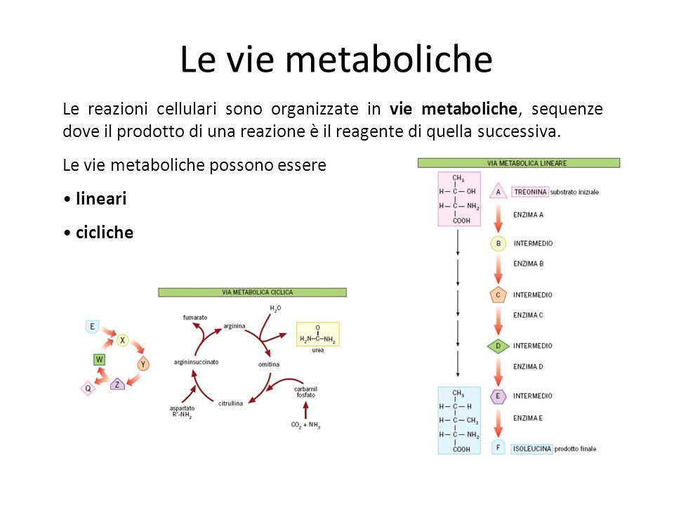 Le vie metaboliche